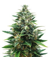 Raw Diesel (G13 Labs) Cannabis-Samen