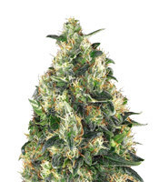 Super Skunk Autoflower (Seedstockers) Cannabis-Samen