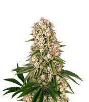 Tropicanna Banana strain