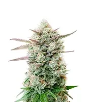 Blueberry Pancakes (Humboldt Seed Company)