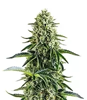 Limoncello feminisierte Samen (Barney's Farm)