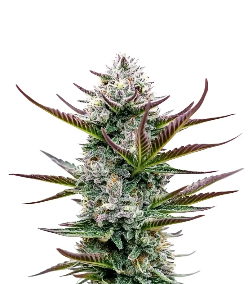 Thin Mint Frosting (Barney's Farm)