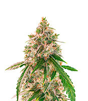 Wedding Cake Autoflower feminisierte Samen (EGS)