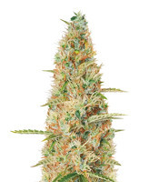 Wedding Glue Auto feminisierte Samen (Seedstockers)