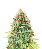 Blueberry strain