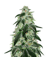 Gorilla (00 Seeds) Cannabis-Samen