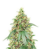 Buddha Haze (Big Buddha Seeds) Cannabis-Samen
