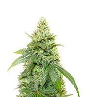 Gummy Skunk Fast Version feminisierte Samen (EGS)