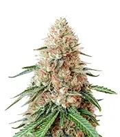 Double Cream (Cream of the Crop Seeds) Cannabis-Samen