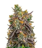 Gelato 41 x Gelato 41 Auto feminisierte Samen (Green House Seeds)