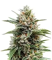 Heavy Head (Big Head Seeds) Cannabis-Samen