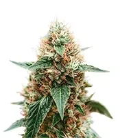 Space Cookies Auto feminisierte Samen (Delicious Seeds)