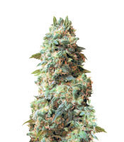 Afghan Kush Regular (White Label) Cannabis-Samen