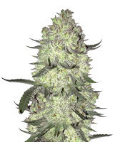 Gorilla Cookies (Big Head Seeds) Cannabis-Samen