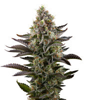 LA Widow (Kera Seeds) Cannabis-Samen
