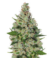 Orange Sorbet (Karma Genetics) Cannabis-Samen