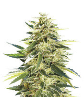 X18 Pure Pakistani Regular (Reserva Privada) Cannabis-Samen