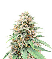 Northern Lights x Big Bud Auto (Expert Seeds) Cannabis-Samen