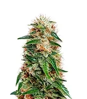 Bc Diesel (BlimBurn Seeds) Cannabis-Samen