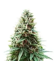 Zillions (Barney's Farm)