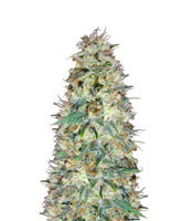 Black Domina (Sensi Seeds) Cannabis-Samen