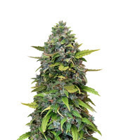 GG#4 Original Glue Auto strain