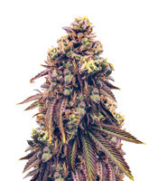 Grand Daddy Purp (Grand Daddy Purp) Cannabis-Samen