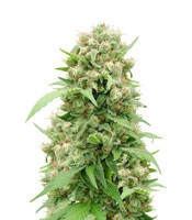 Shit regular (Mr. Nice Seedbank) Cannabis-Samen