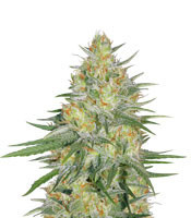 Sweet Cheese XL Auto feminized seeds