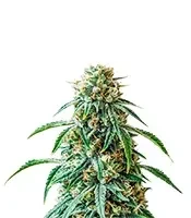 Northern Flame (Secret Valley Seeds) Cannabis-Samen