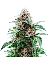 White Panther (White Snurf) (Ceres Seeds) Cannabis-Samen