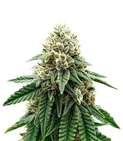 Widow 2004 regular (De Sjamaan Seeds) Cannabis-Samen
