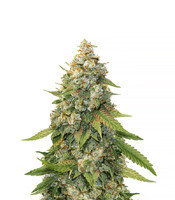 Golden Lemon Haze (Seedstockers) Cannabis-Samen