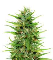 Sapphire Scout (Humboldt Seeds Organization) Cannabis-Samen