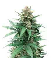 Tutankhamon (King Tut) feminisierte Samen (Pyramid Seeds)
