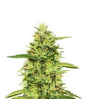 Top 44 (Kera Seeds) Cannabis-Samen