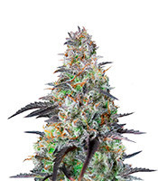 Mimosa Cake Auto feminisierte Samen (Fast Buds)