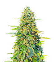 GG#4 Original Glue Fast Version feminisierte Samen (EGS)