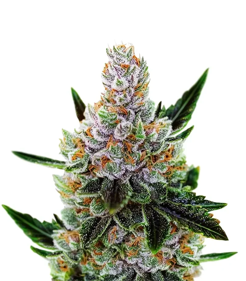 10th Planet R1 (Ethos Genetics)