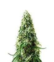 Auto Bubble Gum XXL (00 Seeds)