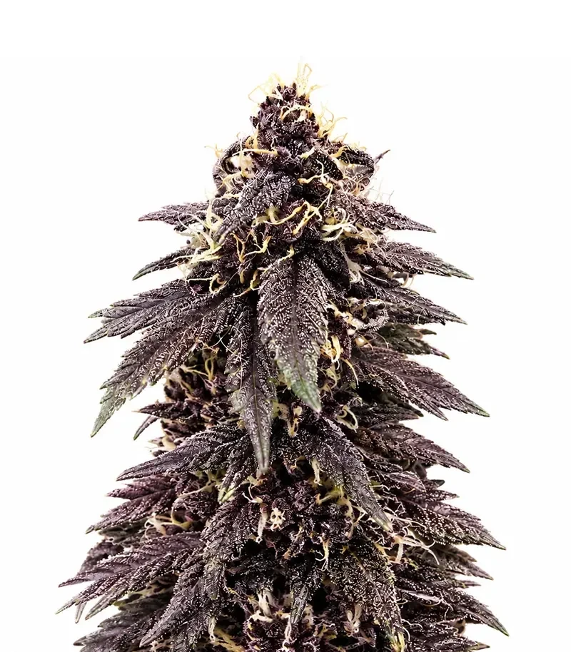 Auto Strawberry Soda (Dutch Passion)