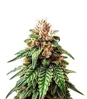 California Orange Cheese (Big Buddha Seeds) Cannabis-Samen