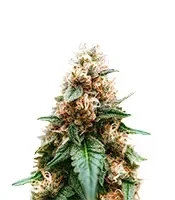 Cream Auto (BlimBurn Seeds)