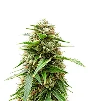 Easy Bud Auto (RQS) Cannabis-Samen