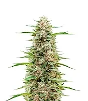 Hella Jelly (Humboldt Seed Company)