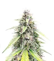OG Kush Autoflower feminisierte Samen (Humboldt Seed Company)