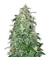 THC Bomb Auto (Bomb Seeds) Cannabis-Samen
