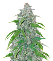 Blue Dream'matic Auto strain