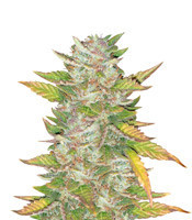 Purple Skunk Mass (Critical Mass Collective Seeds) Cannabis-Samen