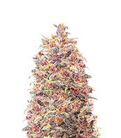 Dark Lemonade Auto feminisierte Samen (Delicious Seeds)